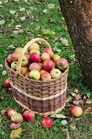 Pommes - Malus domestica dans le panier sous le pommier. Les pommes dans le panier sont Malus 'Egremont Russet' et M. 'Tydeman's Late Orange '.