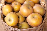 Panier de pommes rousses - Malus domestica 'Egremont Russet '.