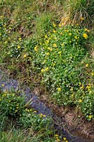 Petit chélidoine - Ranunculus ficaria poussant à l'état sauvage sur la rive d'un fossé.