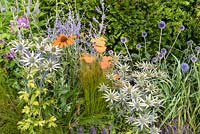 Parterre d'été mixte dans le jardin Délier le nœud - RHS Hampton Court Flower Show 2014