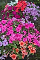 Impatiens walleriana - Lizzies Buzy mixtes