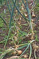 Allium cepa 'Senshyu Yellow' et 'Rolein' - les tiges épaisses sont celles qui se sont boulonnées - Oignons en séries et prêts pour le levage et le séchage