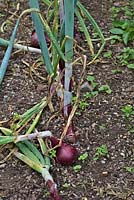 Oignons en séries et prêts à être soulevés et à sécher davantage - Allium cepa 'Rolein' - les tiges épaisses sont celles qui se sont boulonnées.