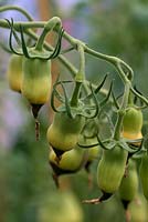 Solanum lycopersicum tomate avec pourriture apicale