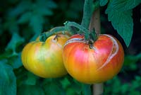 Solanum lycopersicum 'Cotelees Jaune' - Beefsteak Tomato - peaux fendues