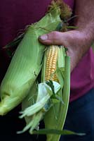 Jardinier tenant une récolte de maïs sucré 'Ovation' de Zea mays