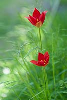 Tulipa sprengeri poussant parmi l'herbe sauvage. Mai, fin du printemps.