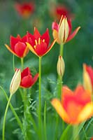 Tulipa sprengeri poussant parmi l'herbe sauvage