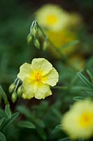 Helianthemum 'Wisley Primrose' - Rock ou Sun Rose