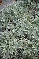 Artemisia stelleriana 'Boughton Silver' Absinthe.