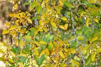 Styrax japonicus - Snowbell japonais - fruits suspendus et lichen sur les branches