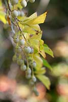 Styrax japonicus - Snowbell japonais - fruits suspendus