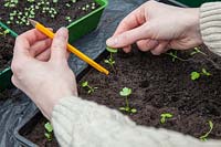 À l'aide d'un crayon pour raffermir la terre autour de la tige des plants de céleri, Céleri 'Green Sleeves ''.