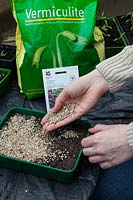 Utilisation de la vermiculite pour couvrir les graines semées, Verbena bonariensis, dans le bac à graines en serre.