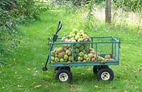 Wagon de fer rempli de pommes récoltées