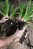 Diviser une plante Agapanthus mature