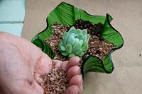 Planter un Echeveria dans un petit bol en verre décoratif - Étape 6. Garnir de sable