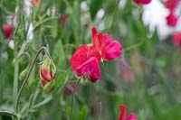 Lathyrus odoratus 'King Edward VII' - Sweet Pea, juin