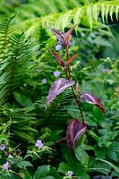 Persicaria microcephala 'Red Dragon'