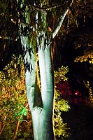 Eucalyptus - Gum Tree - tronc éclairé par l'éclairage électrique des plantes après la tombée de la nuit