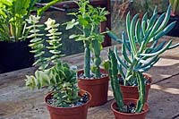 Collection de jeunes plantes succulentes dans de petits pots sur le dessus de table en bois. Les plantes comprennent: Senecio articulatus - Candle Plant, Senecio serpens, Crassula perforata et Stapelia