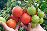 Récolte de la tomate mûrissante 'Vanessa'