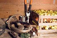 À l'intérieur d'un hangar avec des pommes stockées sur des plateaux en bois à lattes et des outils à main horticoles