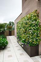 Trachelospermum jasminoides planté en parterre de fleurs surélevé et formé contre un mur de la maison