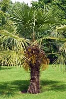 Trachycarpus fortunei - Palmier de Chusan