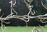 Branches tissées et pousses latérales réduites - Pléchage du tilleul