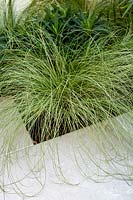 Carex comans 'Frosted Curls' à côté d'un patio en pierre blanche