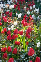 Variétés mixtes de Tulipa - Tulip - plantées de manière informelle dans un parterre de fleurs