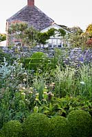 Formes écrêtées dans le jardin d'ornement entouré de Phlomis russeliana, Valeriana officinalis, géraniums, Deschampsia caespitosa 'Goldschlier' et Erigeron karvinskianus à Sea View, Cornwall, UK en juin.