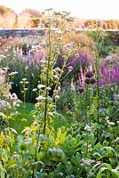 Densley a planté des parterres de fleurs avec un mélange de plantes vivaces herbacées, notamment Allium 'Firmament', Valeriana officinalis, sedums, salvias, astrantias, géraniums et Linaria purpurea 'Canon Went' à Sea View, Cornwall en juin.