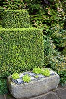 Auge en pierre nouvellement plantée de campanules et de sempervivums à côté d'une boîte tondue et d'Actinidia kolomikta au York Gate Garden, Adel en juillet.