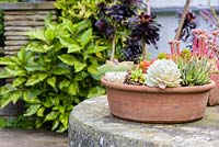 Des casseroles et des briques en terre cuite plantées de plantes succulentes, y compris des sedums, des sempervivums et des aeoniums au York Gate Garden, Adel en juillet.