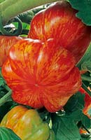 Solanum lycopersicum - Tomate - 'Striped Stuffer', gros fruit aux marques inhabituelles