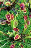 Dionaea muscipula 'Royal Red' 'piège à mouches vénus '.