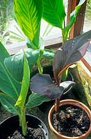 Plantes de Canna en pots forcées dans une serre