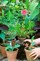 Ajouter du compost à un Gerbera dans un pot après la plantation, avec quelques plantes finies