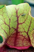 Sarracenia purpurea subsp. venosa - Pitcher Plant - voler sur les poils à l'ouverture du pichet