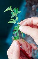 Prendre une bouture nodale de Passiflora - Fleur de la passion, enlever les feuilles inférieures