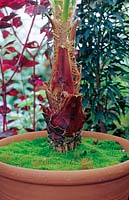 Base de Washingtonia filifera - Palm - poussant dans un grand pot recouvert d'une surface de mousse