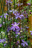 Jardin contemporain dans l'ouest de Londres La plantation comprend Verbena bonariensis, Clematis Arabella sur obélisque