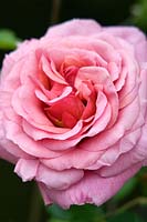 Rosa - Rose - variété inconnue
