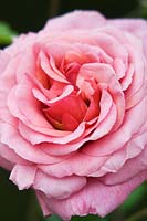 Rosa - Rose - variété inconnue