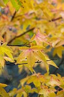 Acer 'Pubinerve' - Feuilles d'érable japonais 'Pubinerve' en automne