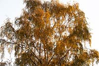 Betula pendula - bouleau verruqueux en début de matinée, la lumière du soleil d'automne