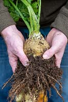 Apium graveolens - Céleri-rave - un céleri-rave cueilli avec des racines et du sol encore attachés