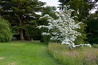 Cornus à fleurs blanches - Cornouiller fleuri - dans les hautes herbes du pré, à côté du chemin de l'herbe fauchée, arbres au-delà